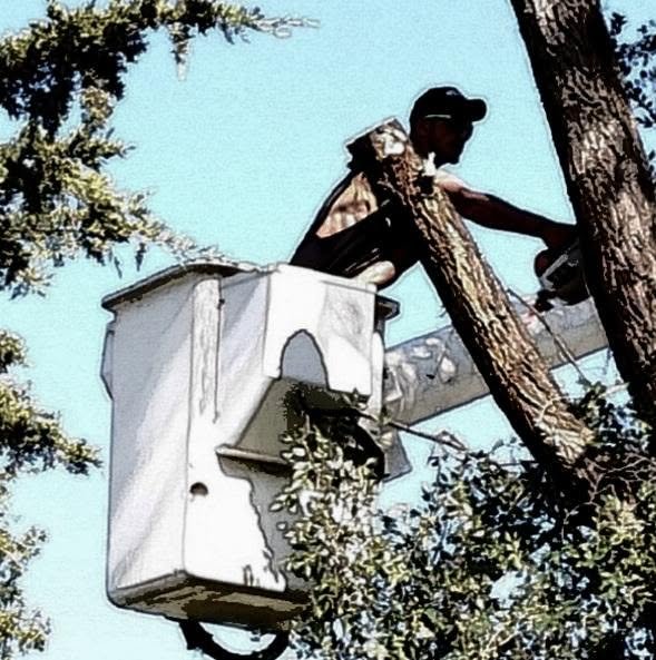 Gibson Tree Service worker trimming a tree from a bucket lift