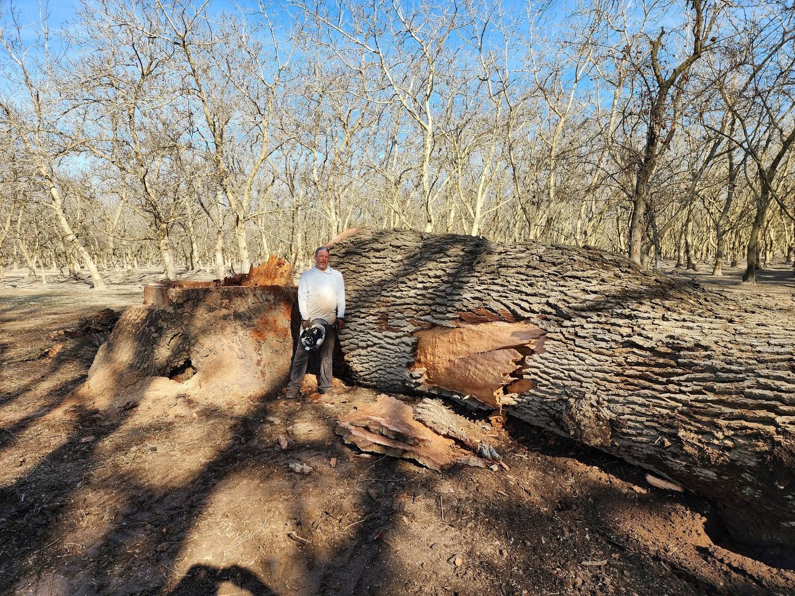 Tree removal completed by Gibson Tree Service