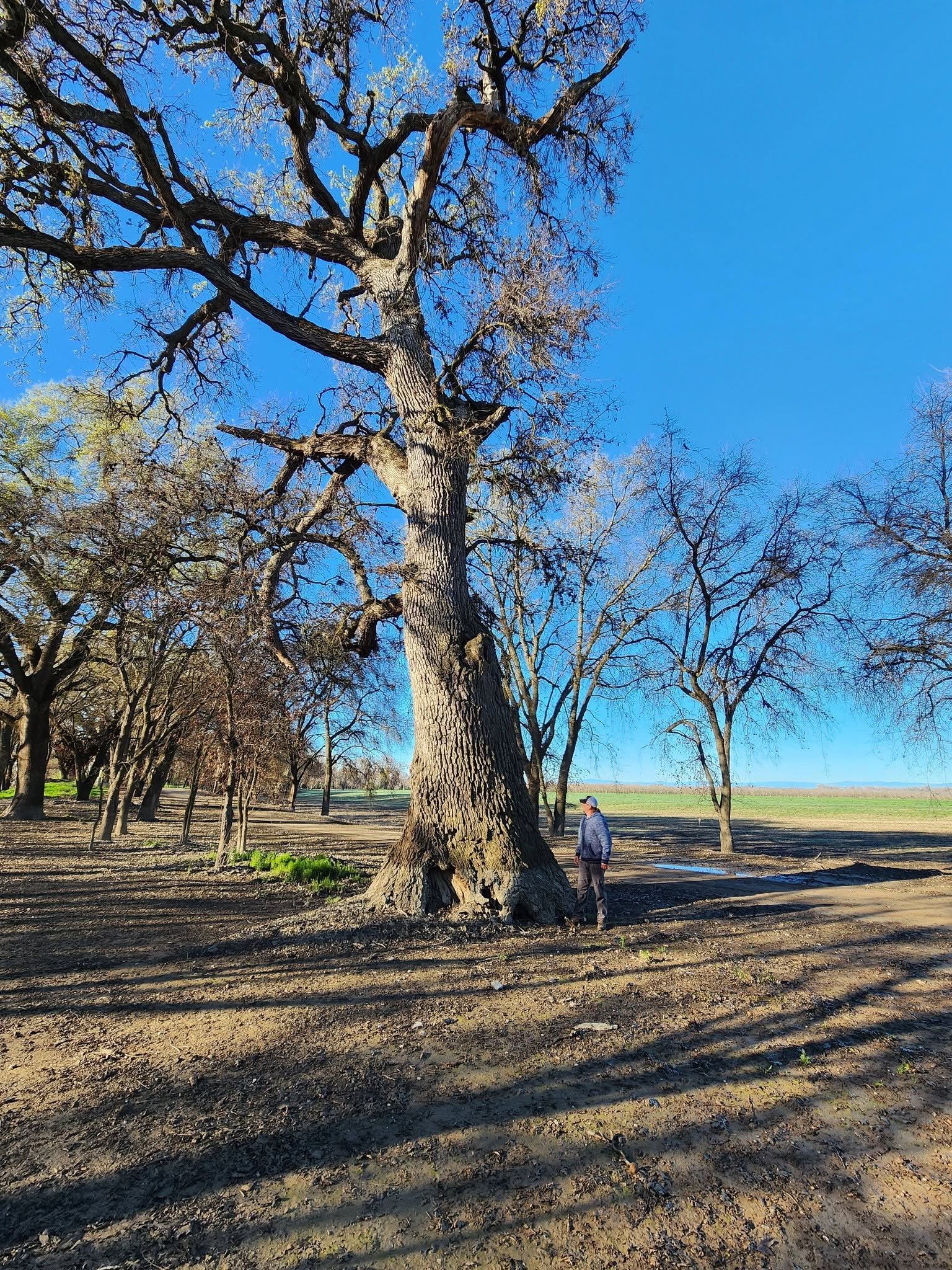 Large tree before removal by Gibson Tree Service